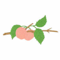 appelkosegr.jpg - 3757 Bytes